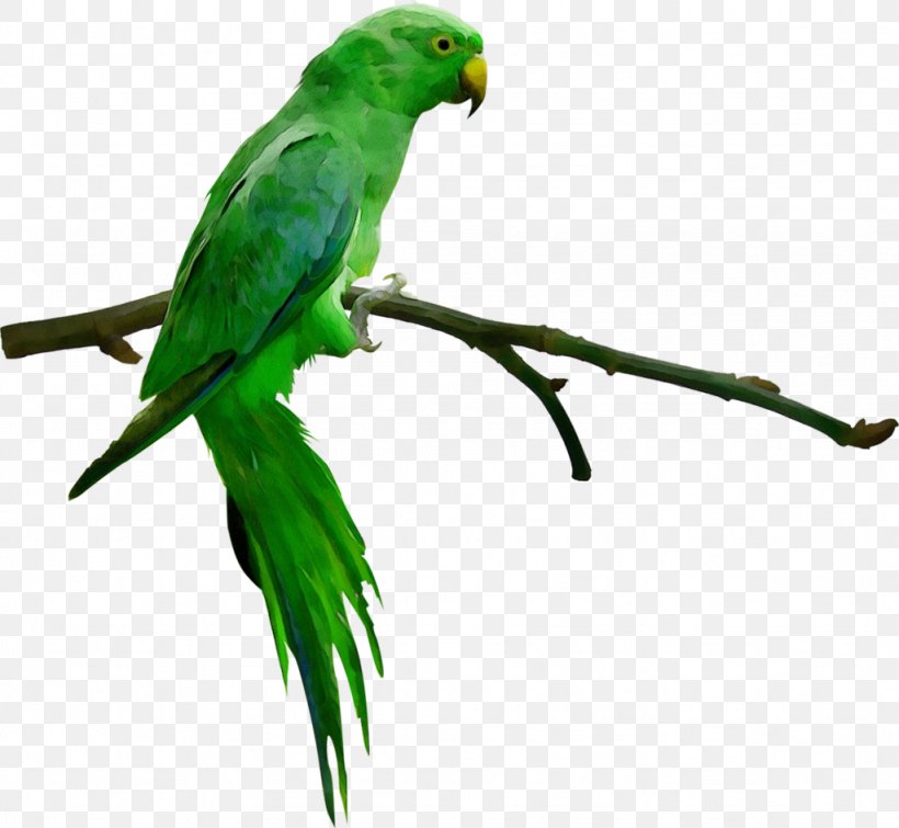 Budgerigar Macaw Parrot Bird Parakeet, PNG, 1024x943px, Budgerigar, Beak, Bird, Budgie, Common Raven Download Free