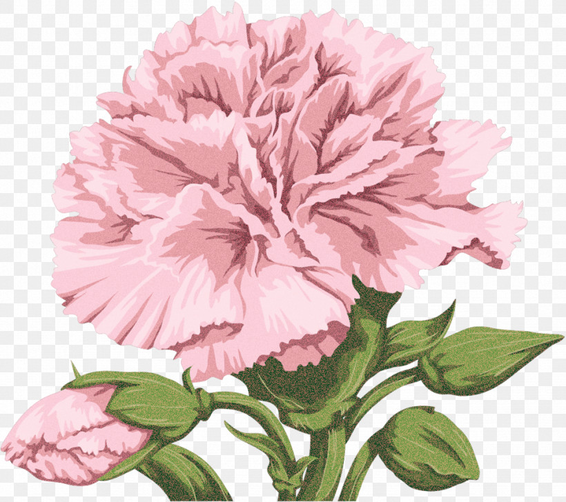 Garden Roses, PNG, 973x864px, Cut Flowers, Carnation, Drawing, Floral Design, Flower Download Free