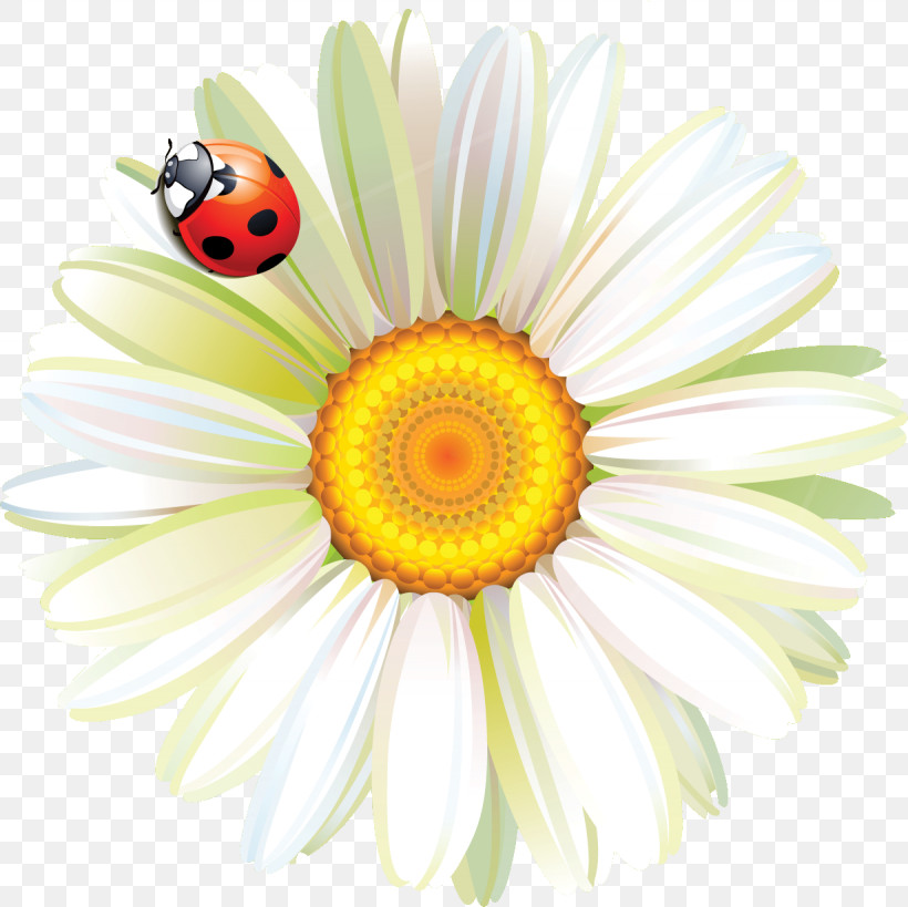 Marguerite Gerbera Daisy, PNG, 1230x1229px, Marguerite, Autumn Flower, Chelidonium, Daisy, Early Childhood Professional Download Free