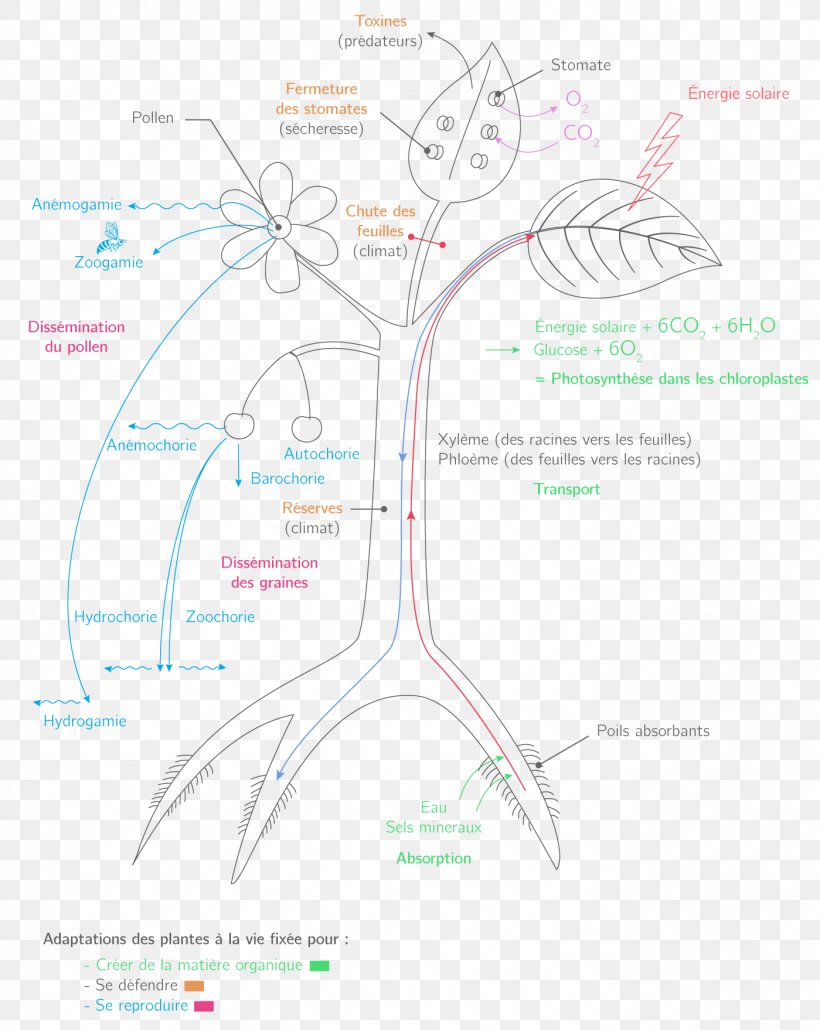 Diagram Tree, PNG, 1399x1758px, Watercolor, Cartoon, Flower, Frame, Heart Download Free