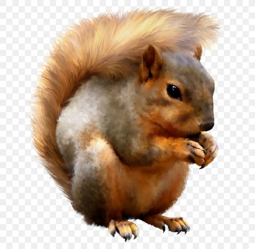 Fox Squirrel Red Squirrel Tree Squirrel Photoshop Contest, PNG, 692x800px, Fox Squirrel, American Red Squirrel, Animal, Fauna, Fur Download Free