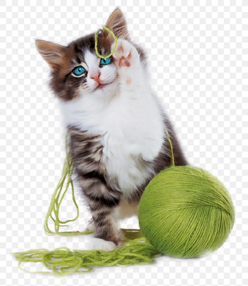 Kitten Cat Play And Toys Yarn Cuteness, PNG, 800x944px, Kitten, Cat, Cat Like Mammal, Cat Play And Toys, Cat Tree Download Free