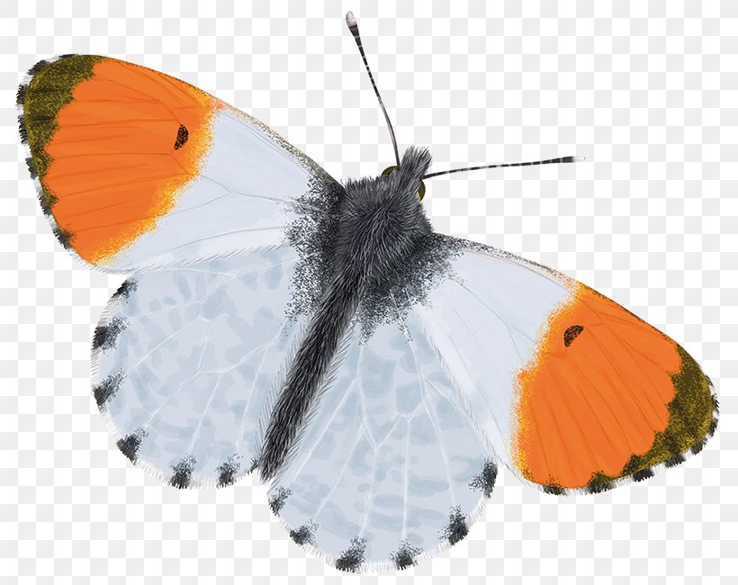 Brush-footed Butterflies Moth Butterfly Gossamer-winged Butterflies Orange-tip, PNG, 800x650px, Brushfooted Butterflies, Arna, Arthropod, Brush Footed Butterfly, Butterfly Download Free