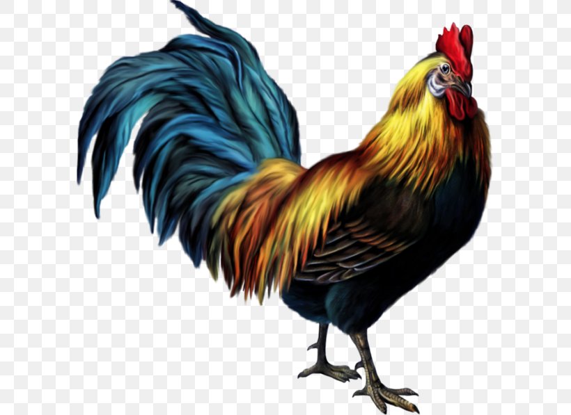 Croad Langshan Dorking Chicken Rooster Clip Art, PNG, 600x597px, Croad Langshan, Beak, Bird, Chicken, Dorking Chicken Download Free