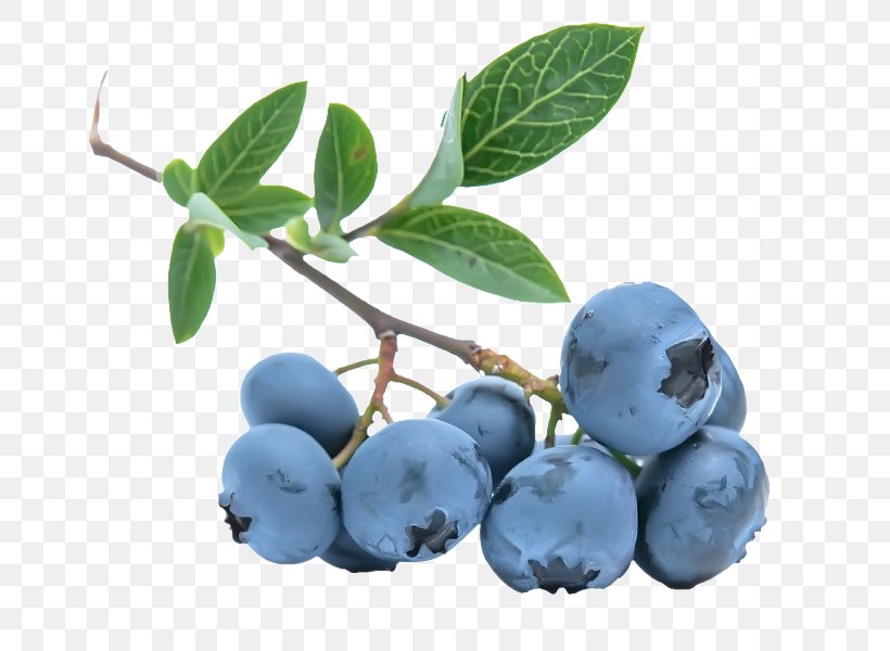 Ice Cream Muesli Bilberry European Blueberry, PNG, 800x600px, Juice, Berry, Bilberry, Blackberry, Blue Download Free