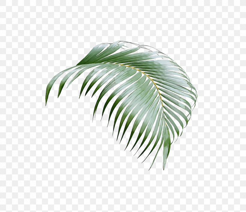 Palm Trees, PNG, 1674x1440px, Palm Trees, Asian Palmyra Palm, Borassus, California Palm, Coconut Download Free