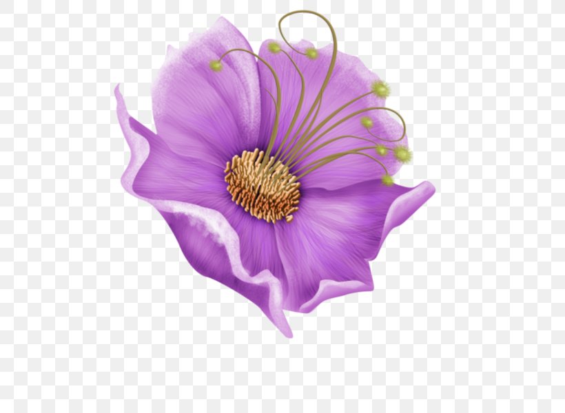 Sea Anemone Cut Flowers Petal Annual Plant, PNG, 600x600px, Anemone, Annual Plant, Closeup, Cut Flowers, Flower Download Free