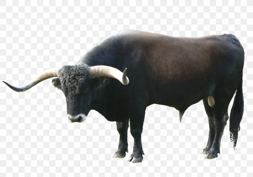 Texas Longhorn Ox Aurochs Torralba And Ambrona Domestic Yak, PNG, 1000x700px, Texas Longhorn, Aurochs, Bull, Cattle, Cattle Like Mammal Download Free