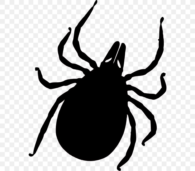 Tick-borne Disease Mosquito Lyme Disease Insect Bites And Stings, PNG, 580x720px, Tick, Arthropod, Artwork, Black And White, Disease Download Free