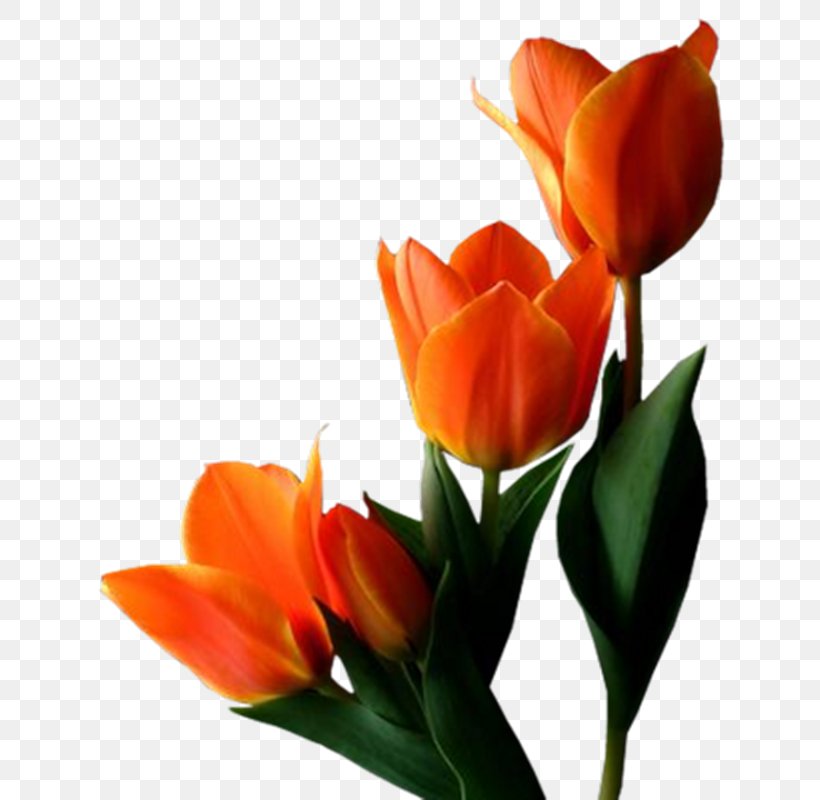 Tulips In A Vase Flower Clip Art, PNG, 664x800px, Tulip, Bud, Cut Flowers, Floristry, Flower Download Free