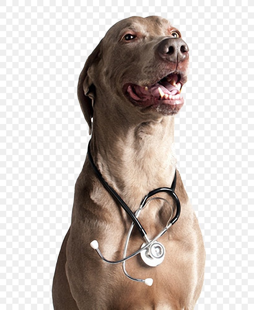 Dog Breed Weimaraner Neurology Medicine Veterinarian, PNG, 704x1000px, Dog Breed, Behavior, Carnivoran, Chirurgia Odontostomatologica, Collar Download Free