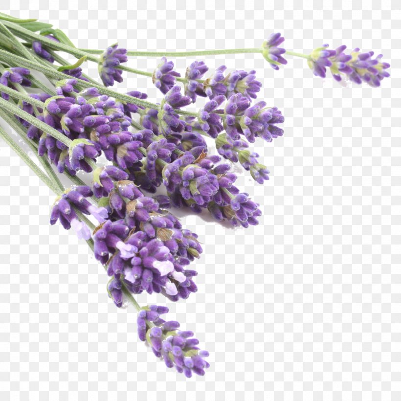Lavender Oil Essential Oil Skin Care, PNG, 1124x1125px, Lavender Oil, Aromatherapy, Bath Salts, Castor Oil, English Lavender Download Free