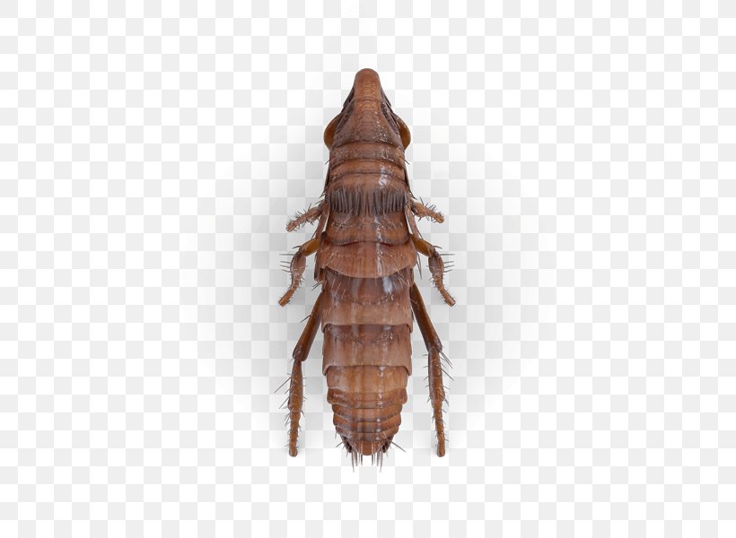 Cockroach Flea Beetle Hornet Pest, PNG, 425x600px, Cockroach, American Cockroach, Arthropod, Bed Bug, Bedbug Download Free
