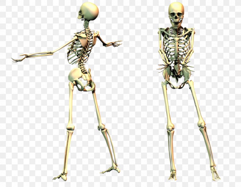 Human Skeleton Desktop Wallpaper, PNG, 1013x788px, Skeleton, Endoskeleton, Exoskeleton, Figurine, Human Download Free