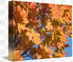 Leaf Watercolor - Maple Leaf Tree Woody Plant Branch PNG
