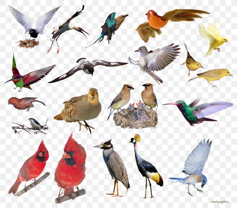 Beak Bird Owl Image, PNG, 1600x1403px, Beak, Animal, Bird, Bird Of Prey, Drawing Download Free
