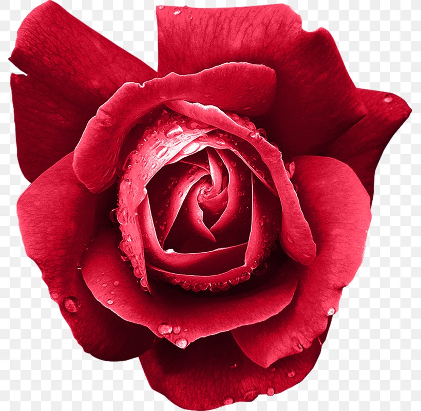 Garden Roses Cabbage Rose Floribunda Cut Flowers, PNG, 787x800px, Garden Roses, Advertising, Cabbage Rose, China Rose, Close Up Download Free