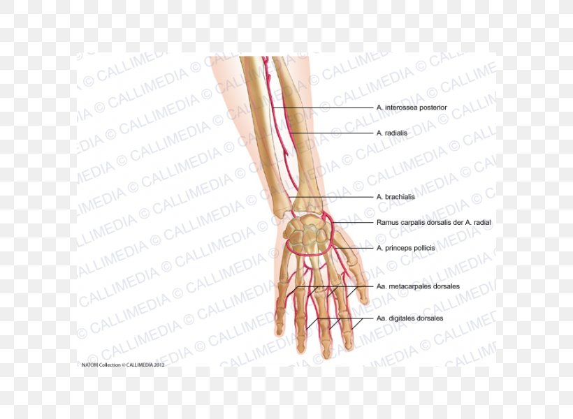 Thumb Radial Artery Nail Forearm, PNG, 600x600px, Watercolor, Cartoon, Flower, Frame, Heart Download Free