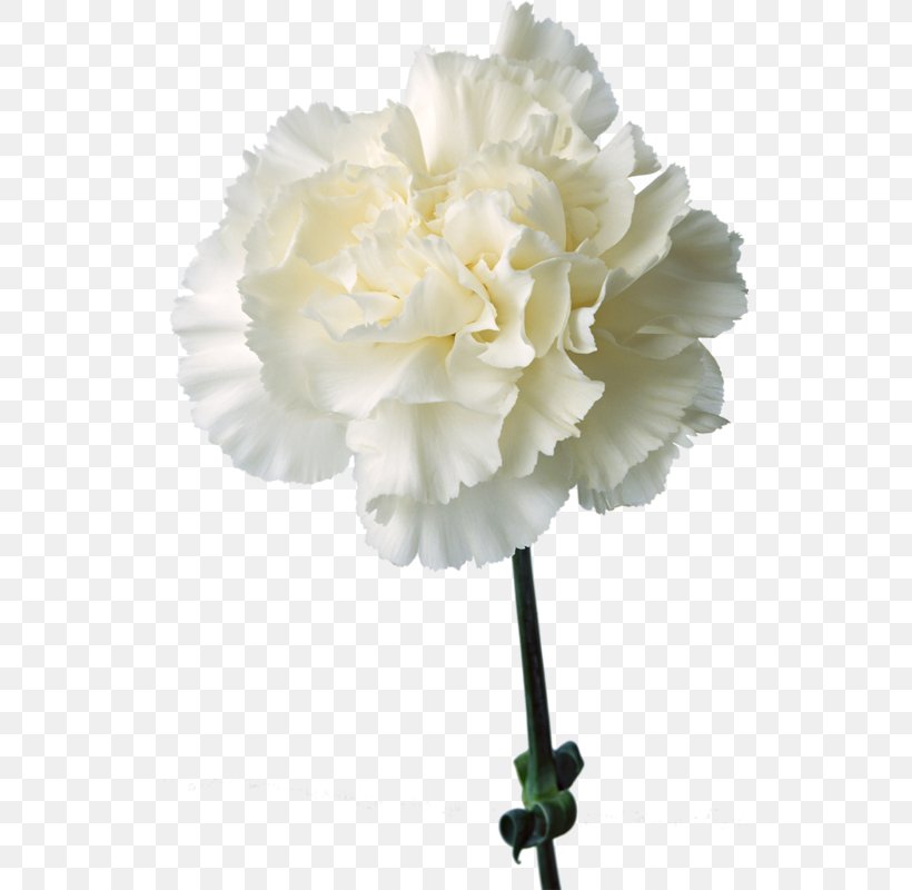 Carnation Birth Flower Cut Flowers White, PNG, 526x800px, Carnation, Artificial Flower, Birth Flower, Blue, Caryophyllaceae Download Free
