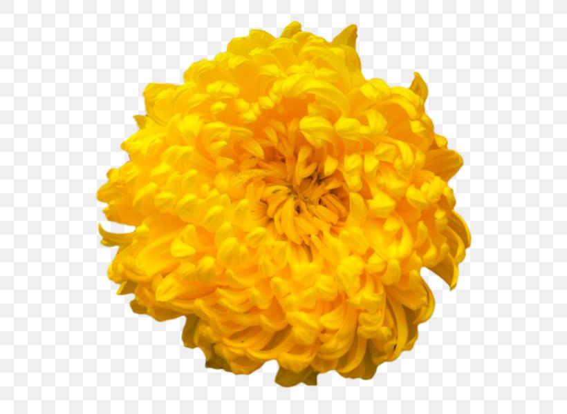Chrysanthemum Color Clip Art, PNG, 600x600px, Chrysanthemum, Calendula, Chrysanths, Color, Cut Flowers Download Free