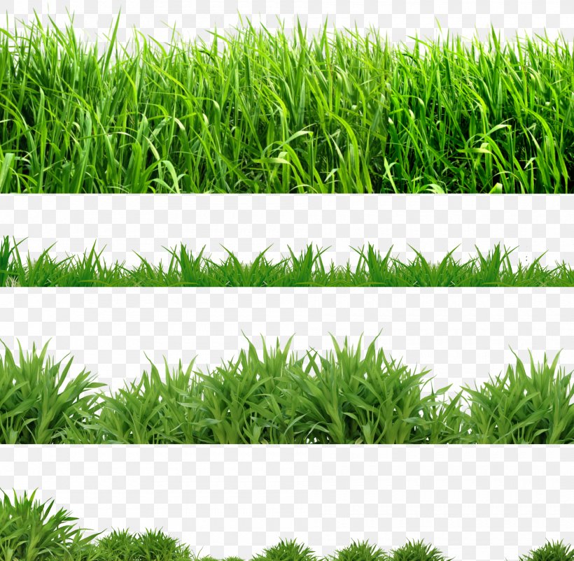 Lawn Clip Art, PNG, 1900x1859px, Lawn, Artificial Turf, Chrysopogon Zizanioides, Commodity, Crop Download Free