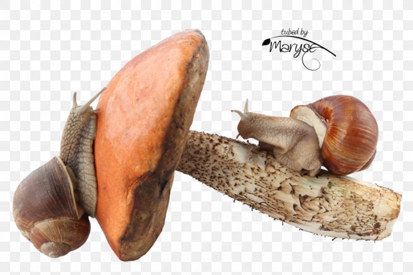 Pond Snails Fungus Gastropods Land Snail, PNG, 922x614px, Snail, Burgundy Snail, Clams Oysters Mussels And Scallops, Edible Mushroom, Fungus Download Free