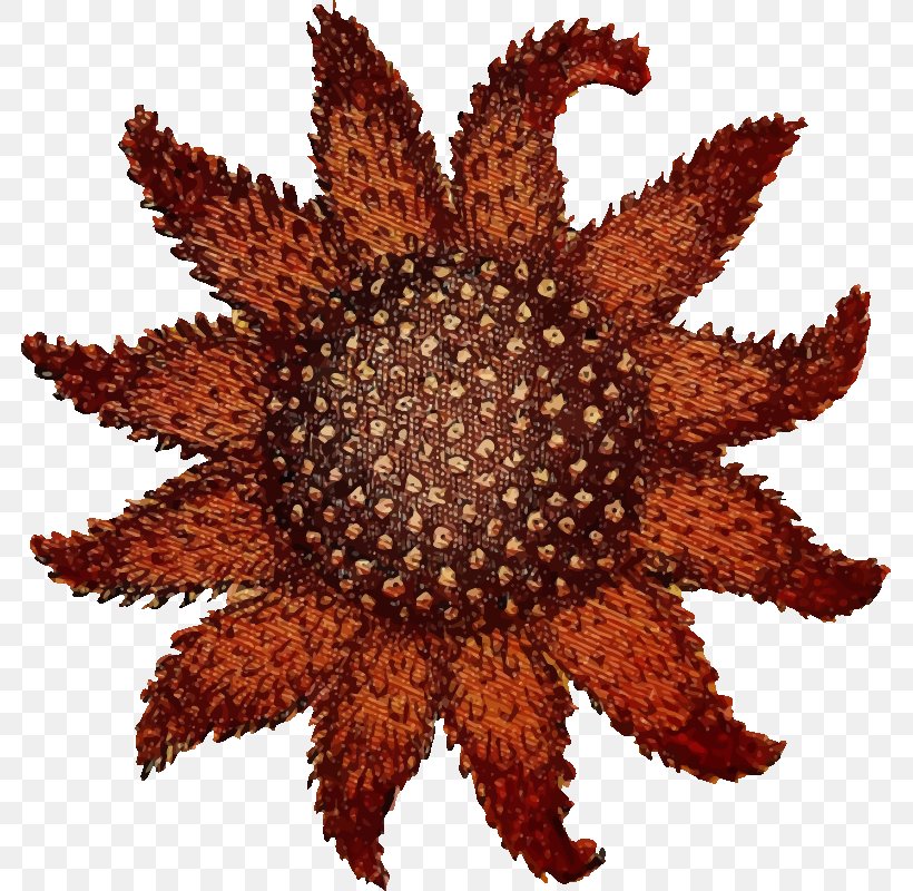 Starfish Drawing Sunflower Sea Star, PNG, 781x800px, Starfish, Drawing, Echinoderm, Organism, Pixel Art Download Free