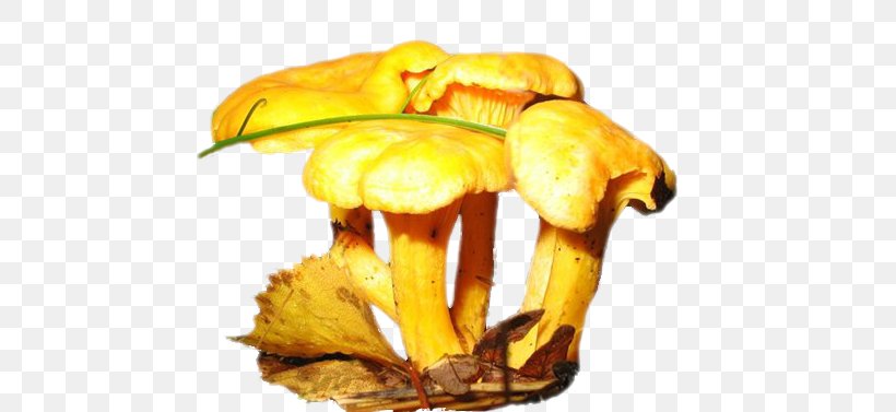 Edible Mushroom Fungus Xerocomus Yellow, PNG, 482x377px, Edible Mushroom, Boletus Edulis, Fungus, Ingredient, Medicinal Fungi Download Free