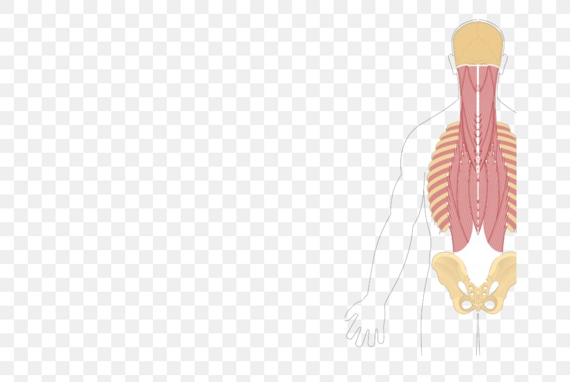Quadratus Lumborum Muscle Iliocostalis Splenius Cervicis Muscle Erector Spinae Muscles, PNG, 666x550px, Watercolor, Cartoon, Flower, Frame, Heart Download Free