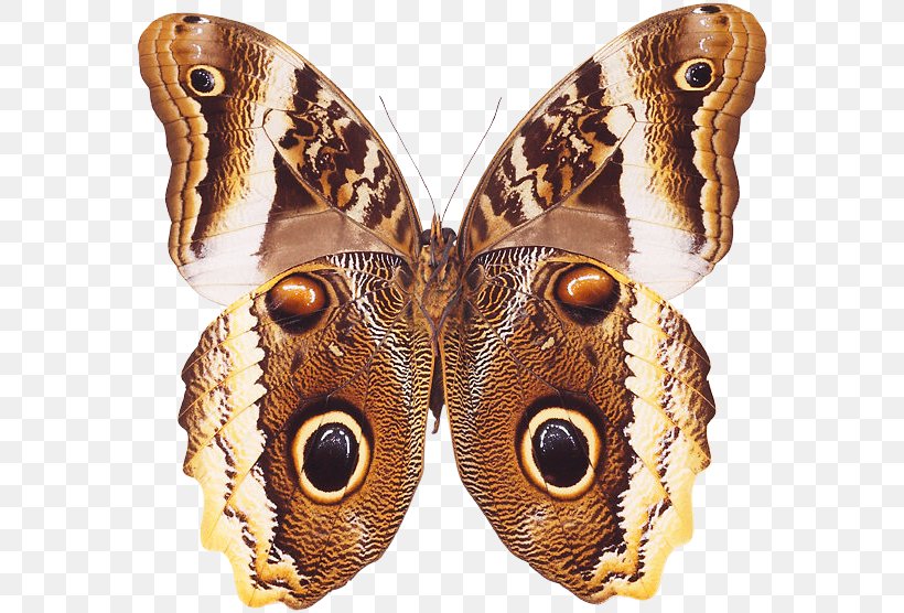 Brush-footed Butterflies Butterfly Insect Moth, PNG, 576x556px, Brushfooted Butterflies, Animal, Arthropod, Brush Footed Butterfly, Butterflies And Moths Download Free