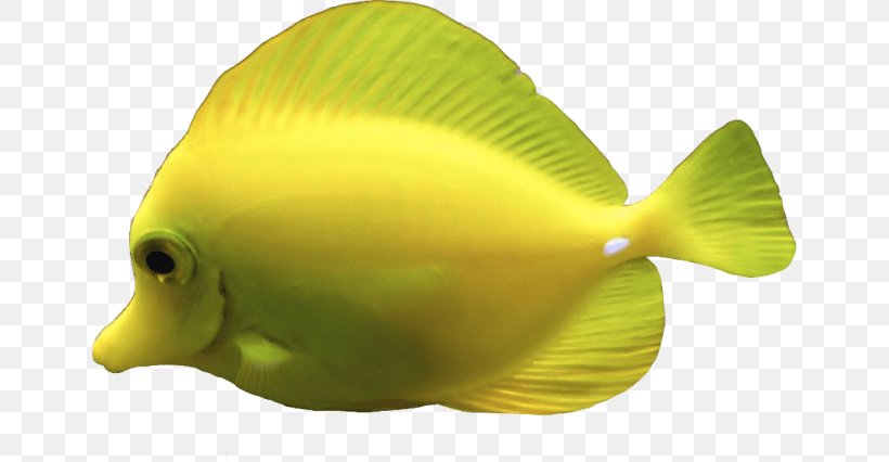 Deep Sea Creature Jellyfish Yellow Tang Aquatic Animal, PNG, 650x426px, Deep Sea Creature, Aquatic Animal, Barreleye, Coral Reef Fish, Deep Sea Download Free