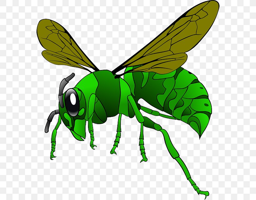 Green Hornet Bee Clip Art, PNG, 586x640px, Green Hornet, Arthropod, Asian Giant Hornet, Bee, Brown Hornet Download Free