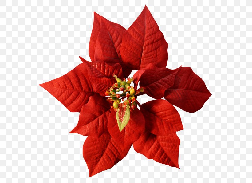 Poinsettia Flower Christmas Red Color, PNG, 600x595px, Poinsettia, Christmas, Christmas Ornament, Color, Cut Flowers Download Free