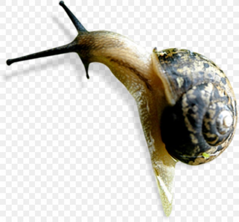 Snail Orthogastropoda Caracol Insect, PNG, 1612x1494px, Snail, Antenna, Caracol, Caracola, Insect Download Free