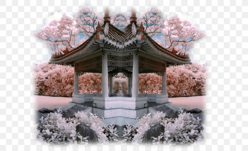 Blog Desktop Wallpaper Photography Friendship, PNG, 650x500px, Blog, Asia, Centerblog, Cherry Blossom, Flower Download Free