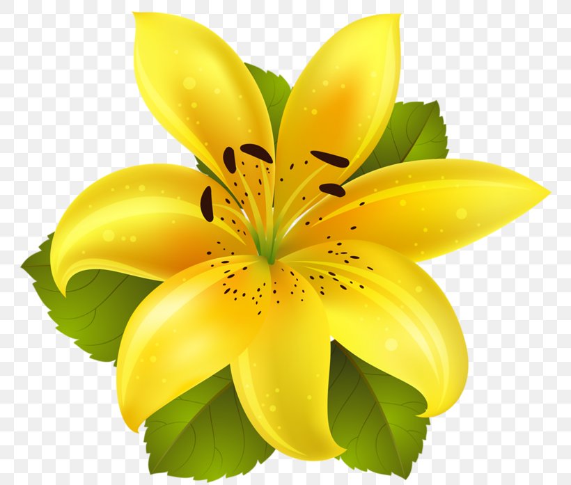 Clip Art Flower Yellow Raster Graphics, PNG, 800x697px, Flower, Color, Flowering Plant, Green, Lily Download Free