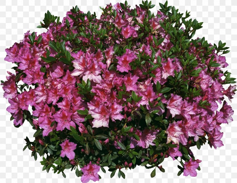 Garden Shrub, PNG, 981x761px, Garden, Animation, Annual Plant, Azalea, Flower Download Free