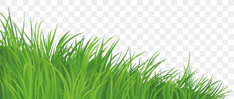 Lawn Clip Art, PNG, 7298x3112px, Lawn, Artificial Turf, Chrysopogon Zizanioides, Commodity, Drawing Download Free