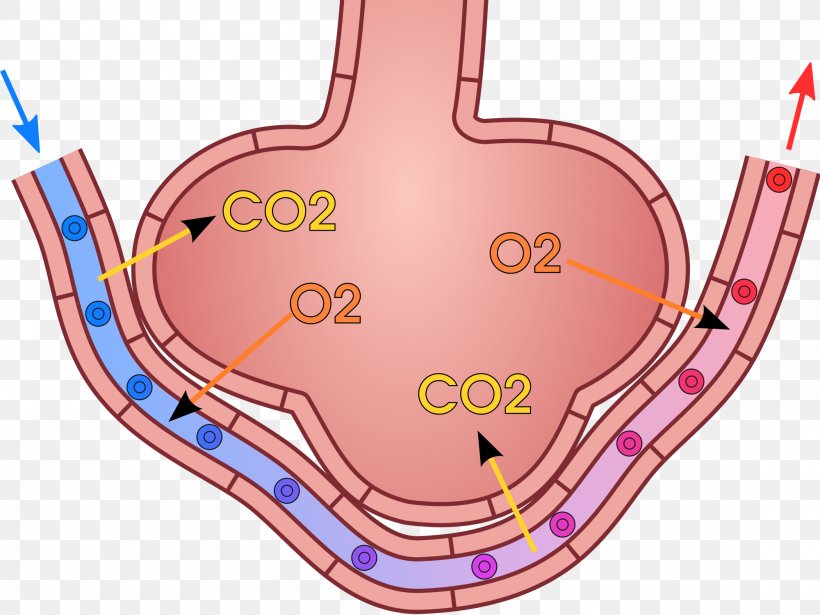 Organism Gas Exchange Pulmonary Alveolus Lung Breathing, PNG, 2000x1500px, Watercolor, Cartoon, Flower, Frame, Heart Download Free
