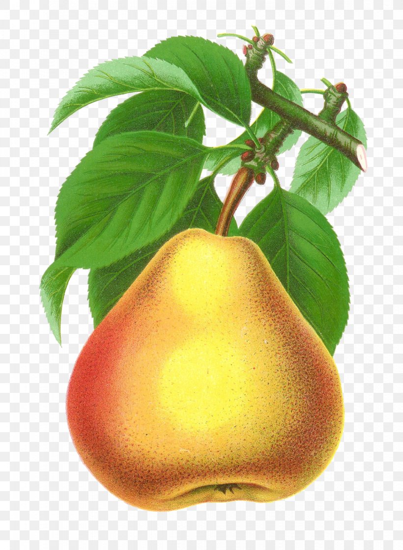 Pear Pomona Britannica Fruit Tree Clip Art, PNG, 1171x1600px, Pear, Apple, Botanical Illustration, Botany, Food Download Free