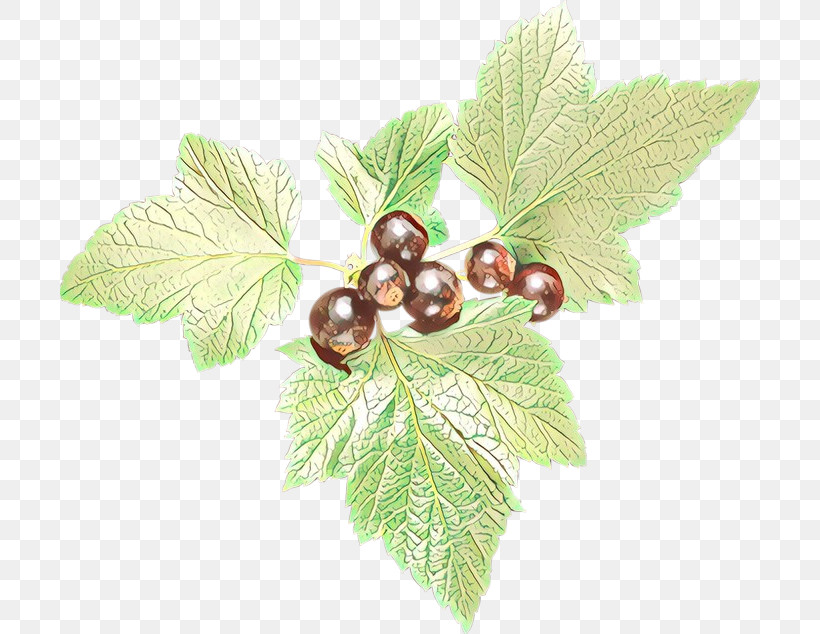 Plane, PNG, 700x634px, Leaf, Berry, Flower, Fruit, Grape Leaves Download Free