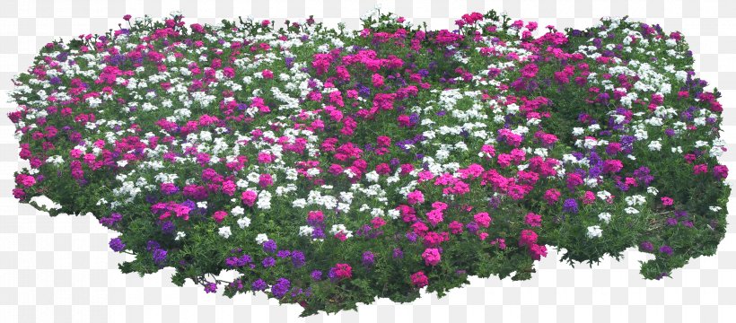 Shrub Plant Flower Tree Garden, PNG, 3300x1450px, Shrub, Annual Plant, Bridalwreaths, Chrysanths, Flora Download Free
