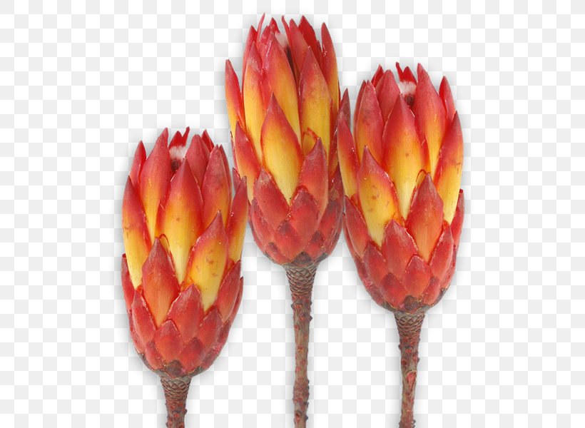 Sugarbushes Protea Repens Protea Grandiceps Trockenblume Red, PNG, 600x600px, Sugarbushes, Flower, Fruit, Orange, Petal Download Free