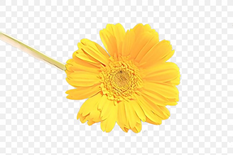 Yellow Gerbera Barberton Daisy Flower English Marigold, PNG, 1024x683px, Cartoon, Barberton Daisy, Daisy Family, Dandelion, English Marigold Download Free