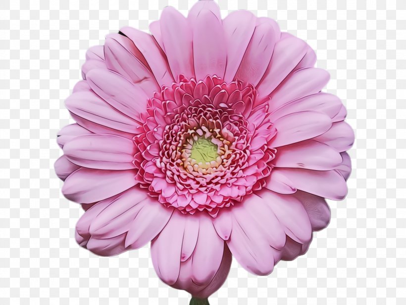 Flower Flowering Plant Barberton Daisy Gerbera Petal, PNG, 2308x1732px, Watercolor, Barberton Daisy, Cut Flowers, Daisy Family, Flower Download Free