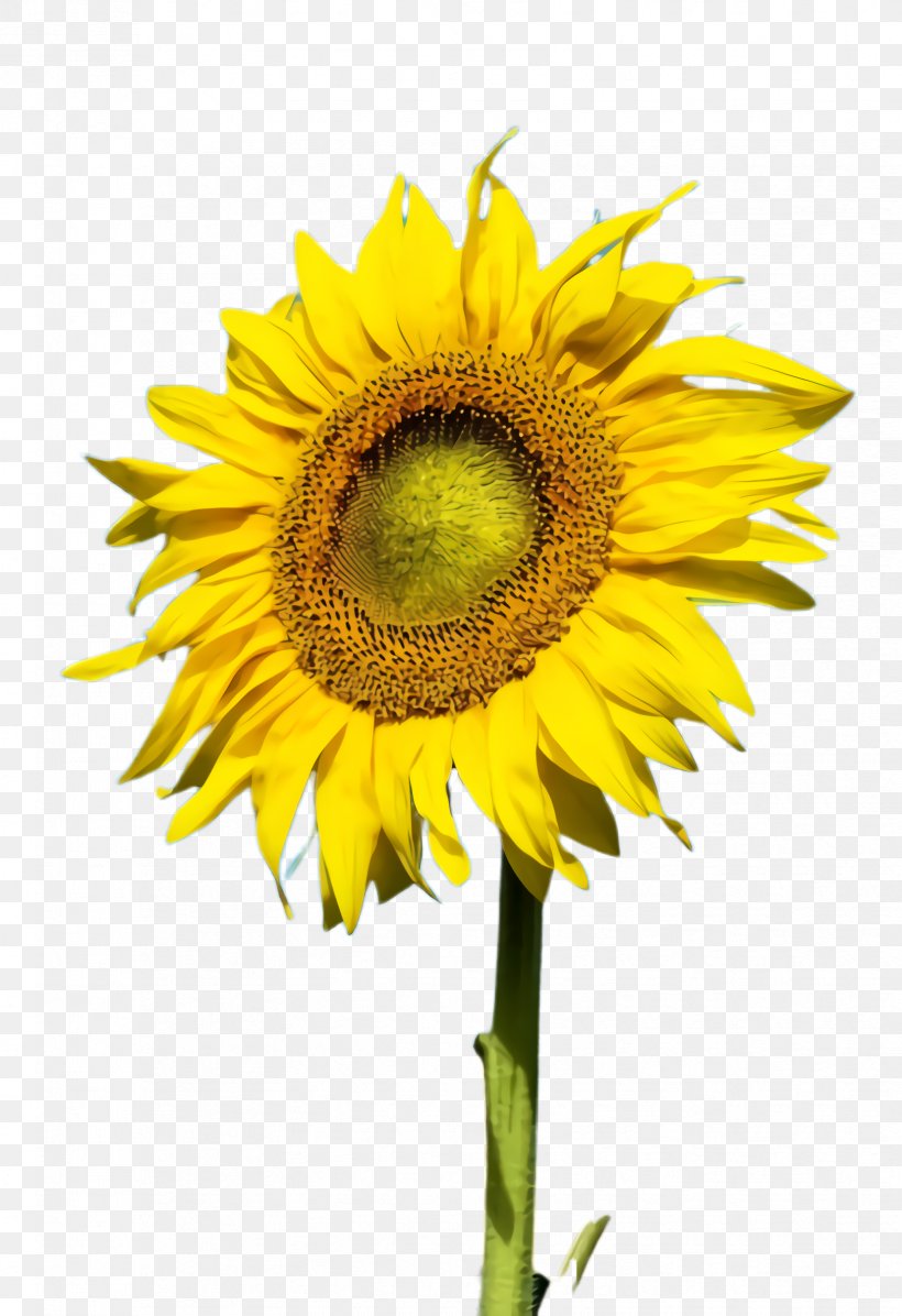 Flowers Background, PNG, 1656x2416px, Sunflower, Annual Plant, Asterales, Bloom, Community Download Free
