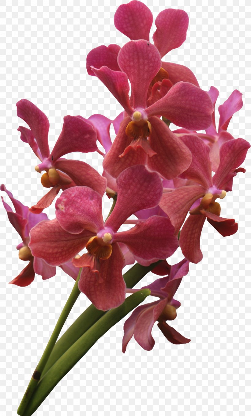 Flowering Plant Orchid Magenta, PNG, 1142x1890px, Orchids, Cattleya, Cattleya Orchids, Cut Flowers, Flora Download Free