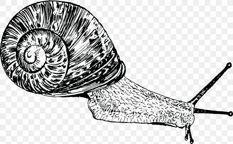 Snail Gastropods Gastropod Shell Seashell Clip Art, PNG, 4000x2480px, Snail, Biomineral, Black And White, Cornu Aspersum, Gastropod Shell Download Free
