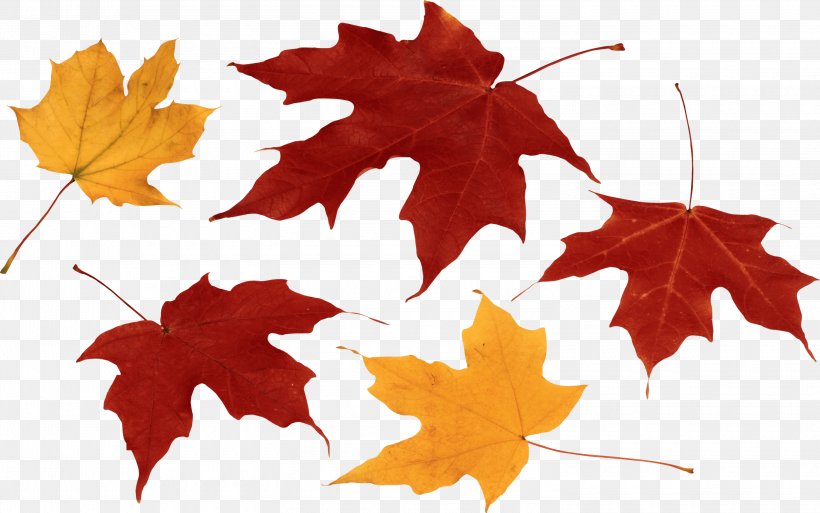 Autumn Leaf Color Clip Art, PNG, 3000x1880px, Leaf, Autumn, Autumn Leaf Color, Color, Flowering Plant Download Free