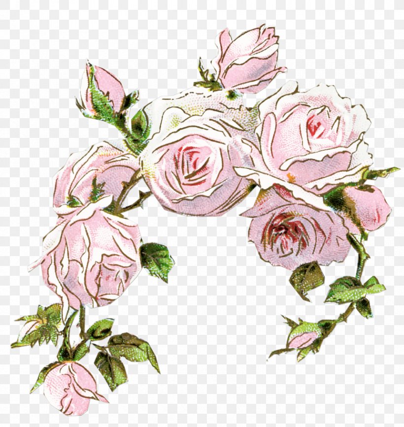 Garden Roses, PNG, 860x910px, Flower, Cut Flowers, Flowering Plant, Garden Roses, Pink Download Free